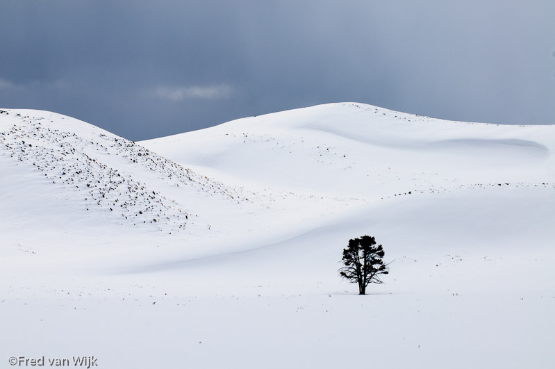 Lone tree in Hayden Valley, Yellowstone