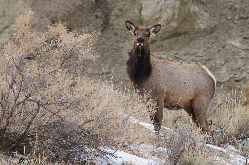 Wapiti