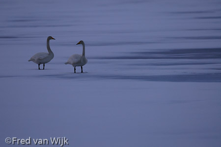 Whooper Swans on a frozen lake during spring, Finland