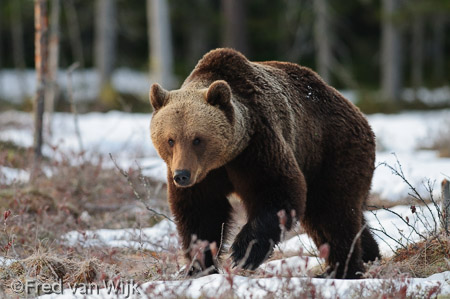 Brown bear in snow during early spring in Finland.
