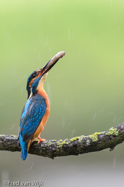 Kingfisher with prey in the rain, The Netherlands