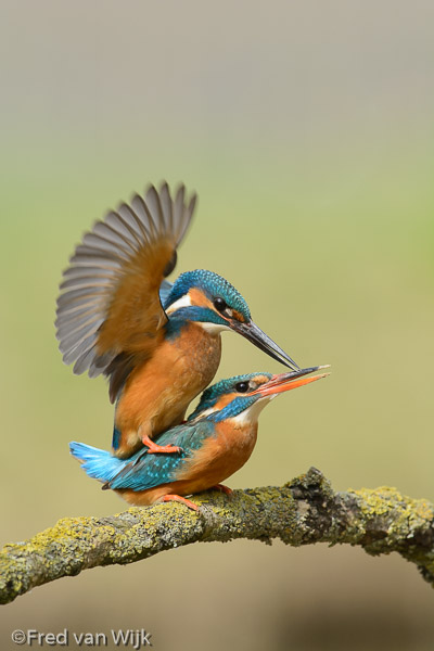 Mating kingfishers