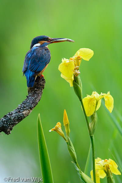 Kingfisher with yellow iris