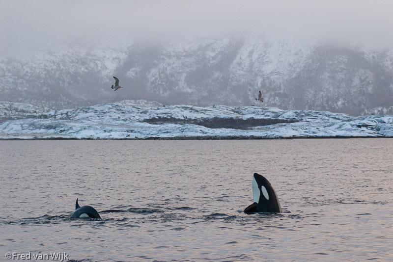 Orca's in a fjord in northern Norway